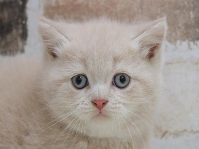 広島県のブリティッシュショートヘアー (ペッツワン広島LECT店/2024年2月21日生まれ/男の子/クリームタビー)の子猫